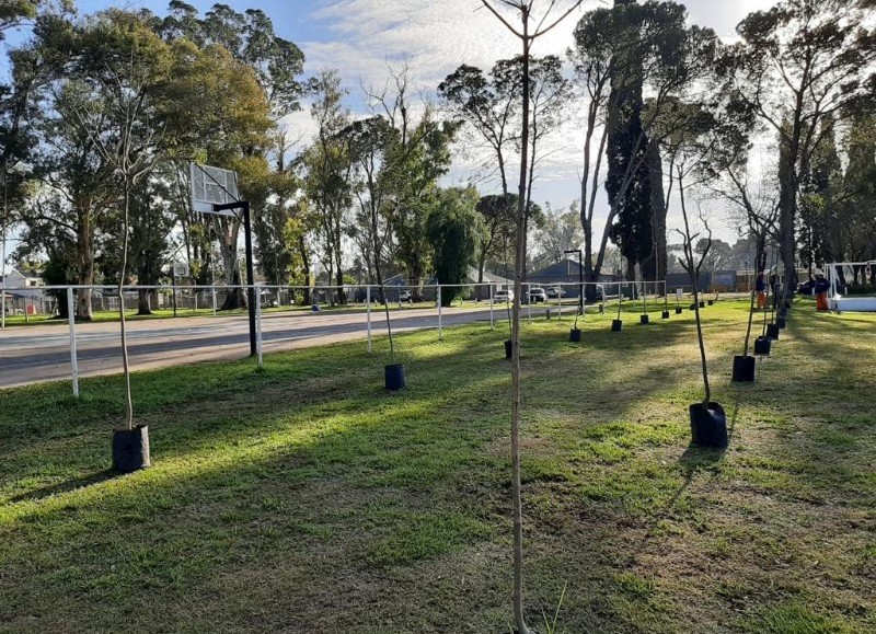 Forestación.