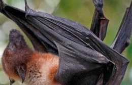Las colonias de murciélagos habitan en Plaza Merced y son necesarias