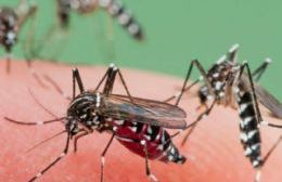 Invasión de mosquitos y el temor a las transmisiones de virus