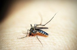 Seis casos confirmados de chikungunya