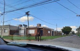 Otra vez caballos sueltos en pleno barrio Hernández
