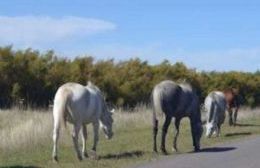 El cuidado de los caballos secuestrados no está en la “órbita” del área de Veterinaria