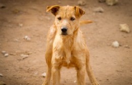 El Móvil de Veterinaria atiende en Barrio Champagnat