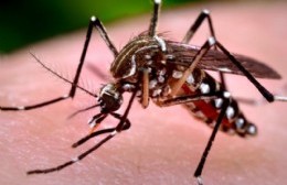 Posible caso de chikungunya enciende las alarmas