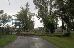 El viento dejó árboles caídos en el Parque Municipal