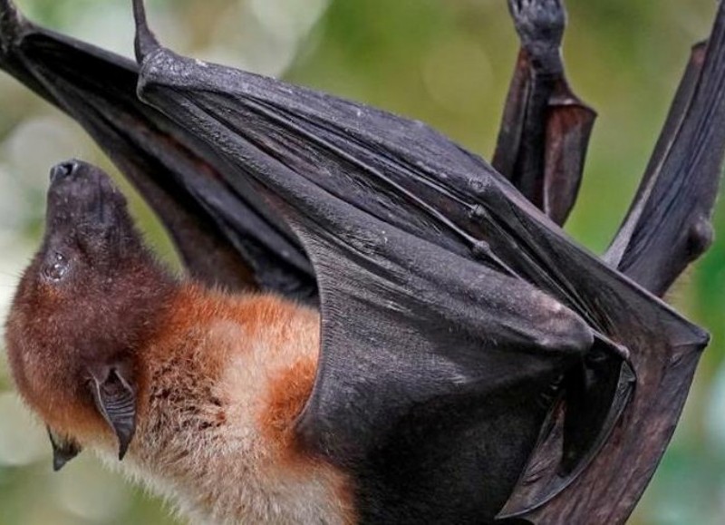 El murciélago encontrado con rabia en barrio Acevedo en los últimos días provocó que muchos vecinos tengan miedo del hallazgo, si bien hay que tener cuidado llaman a tener tranquilidad y vacunar a las mascotas.