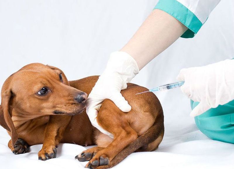 Esterilización de mascotas.