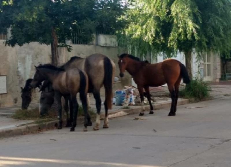 Caballos sueltos (foto de archivo).