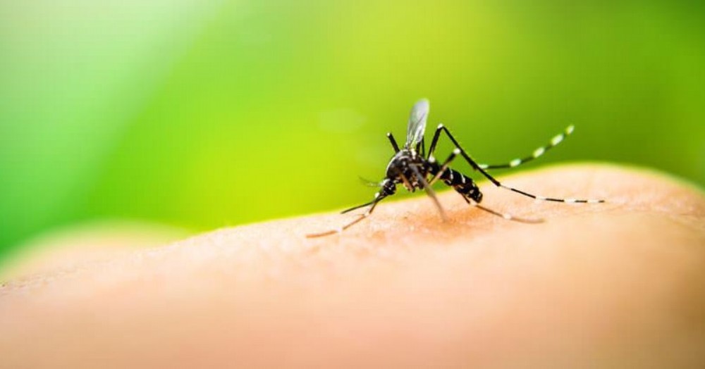 Desde la Municipalidad de Pergamino solicitaron a la población que las piletas de lona se vacíen y se limpien, dado que, de lo contrario pueden convertirse en un gran criadero de Aedes aegypti.