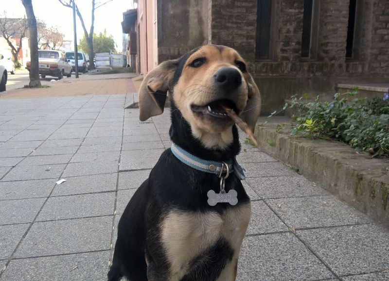 Las mascotas sufren por los estruendos.