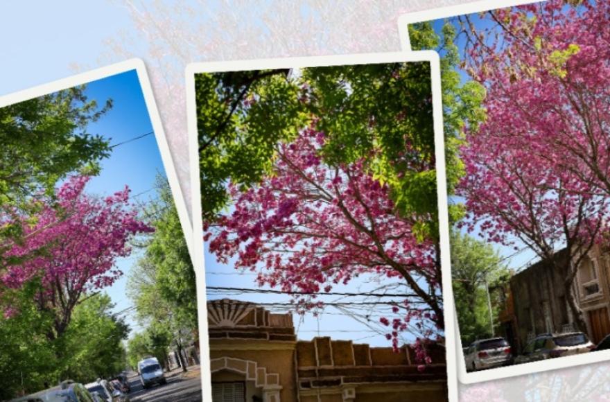 Lapachos en flor.