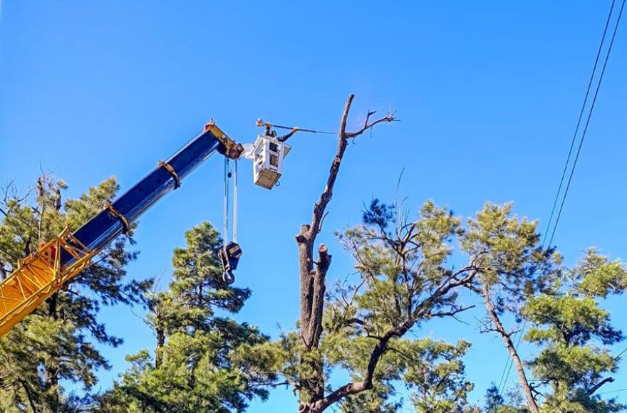 Plaza 25 de mayo: poda de limpieza de las casuarinas