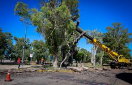 Paseo ribereño: importante poda de limpieza de ramas secas