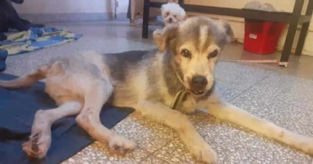 La historia de Pepe, el perro que sobrevivió al accidente en el que falleció su dueño