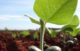 Explotación agrícola en áreas libres del Aeródromo