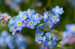 Convocan a festejar el Día de la Primavera en el Parque Belgrano