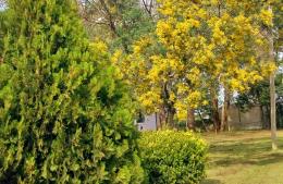 Día del Árbol: el INTA Pergamino invita a recorrer y conocer su parque