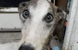 Murió el galgo rescatado en estado de abandono