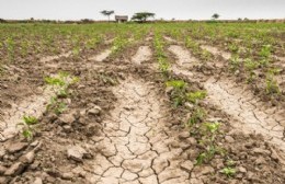 Los productores afectados por la sequía tienen tiempo hasta el 23 de diciembre para presentar la declaración jurada