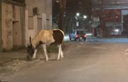 Caballos sueltos: La misma problemática de siempre