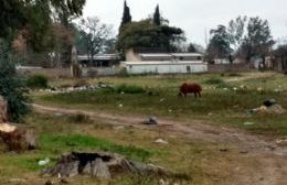 Realizan pedido de informes por la aparición de féretros y restos humanos en el basural