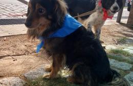 Exitosa jornada de tenencia responsable de mascotas