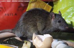 Falleció el joven que estaba internado por hantavirus en nuestra ciudad