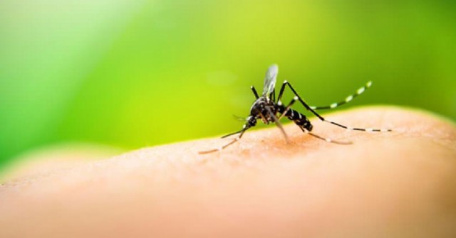 Dengue: advierten que las piletas en desuso pueden convertirse en criaderos de mosquitos