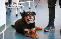 Brisa Quevedo propuso crear un Hospital Veterinario Municipal en Pergamino
