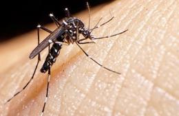 Se detectó un caso de dengue importado