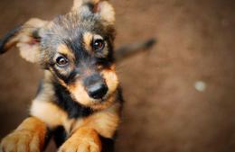 Avanza la castración de mascotas y la vacunación antirrábica