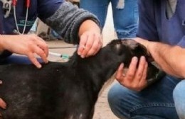 El puesto de Vacunación Antirrábica se traslada a Barrio Kennedy