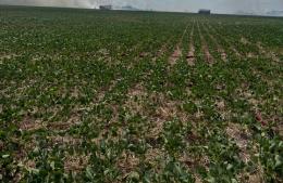 Reporte del INTA sobre el incendio a la vera de la autopista