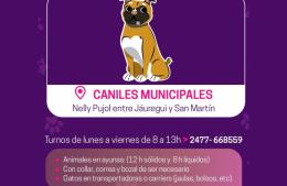 Continúan las jornadas de castración y vacunación