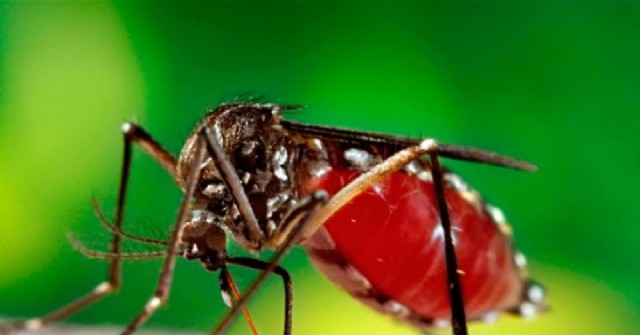 Confirman caso de dengue autóctono en nuestra ciudad