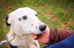 La casilla de Veterinaria llega a Barrio Jorge Newbery