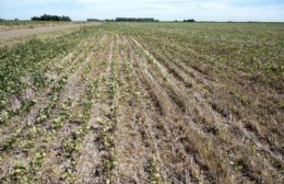 Sin lluvias, el campo reclama medidas