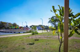 Exitosa campaña para fortalecer el arbolado público