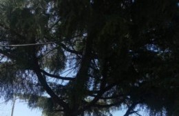 Lleva ocho años reclamando por un árbol: nadie da respuesta