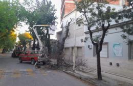 Avanza la extracción de árboles secos