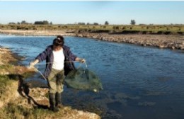 Según el CONICET, ocho de cada diez peces están contaminados