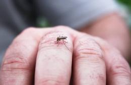 A pesar del frío los mosquitos persisten