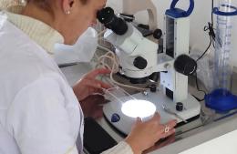 Bromatología refuerza los controles para prevenir la triquinosis