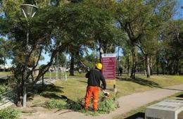 Avanza el plan de regulado del arbolado
