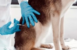 La Campaña de Vacunación Antirrábica se realizará en conjunto con las veterinarias privadas de la ciudad