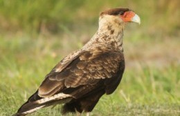 Las aves que habitan las plazas son de gran porte pero indefensas