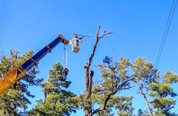 Plaza 25 de mayo: poda de limpieza de las casuarinas