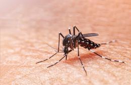 Pergamino enfrenta un brote histórico de dengue